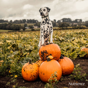Is Pumpkin Good For Dogs and Cats?