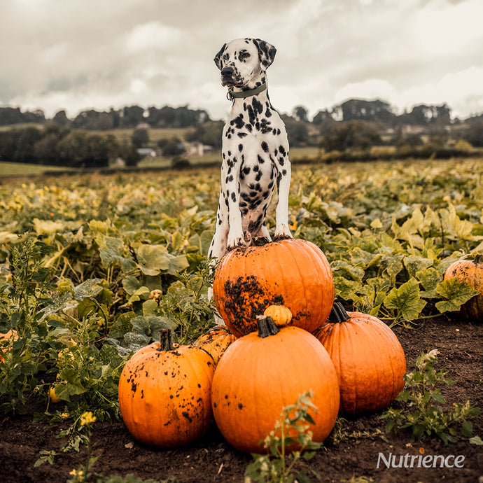 Is Pumpkin Good For Dogs and Cats?