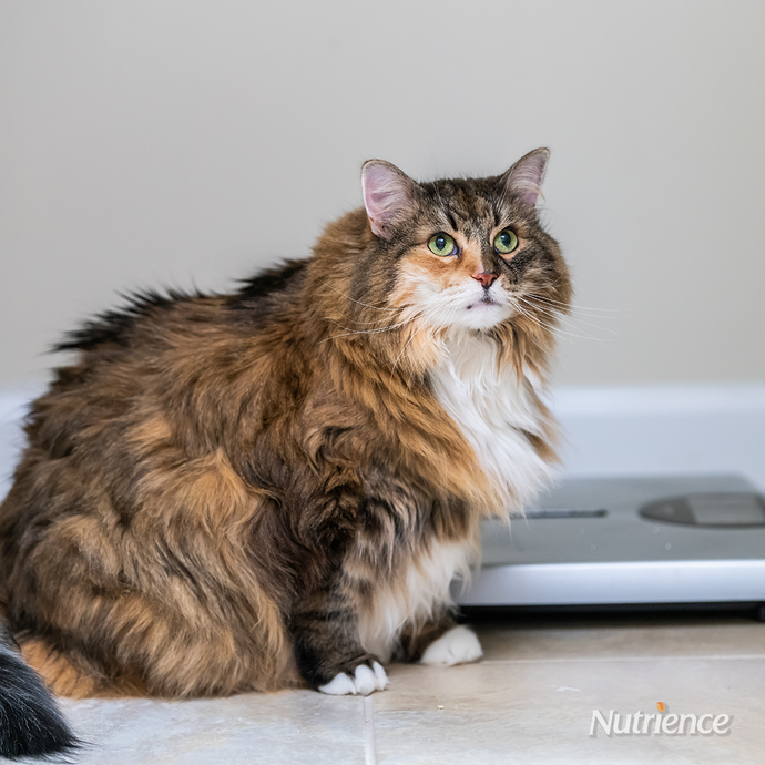 What to Do If Your Pet Is Overweight or Obese