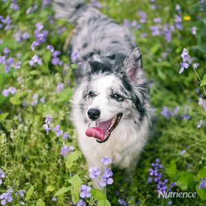 Is Your Dog or Cat Ready for Spring?