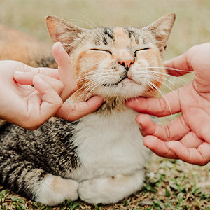 Why, How, and When Do Cats Purr?