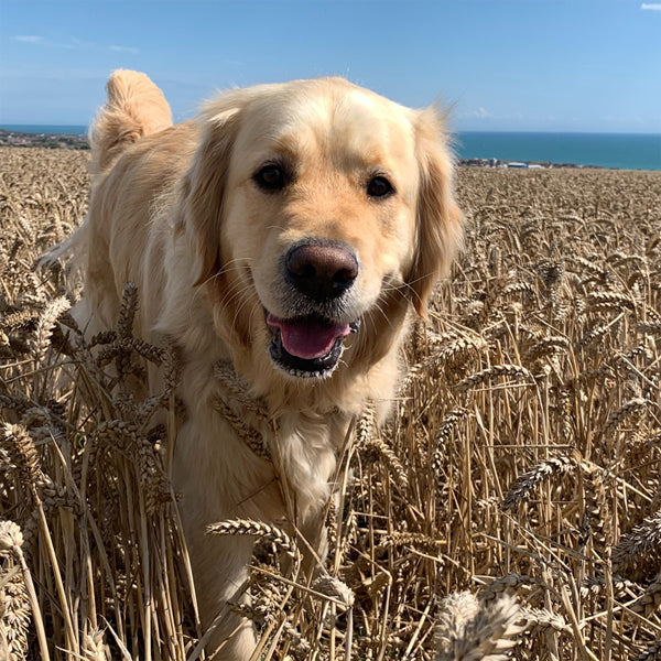 Is Grain Free pet food really better for your pet? Nutrience NZ