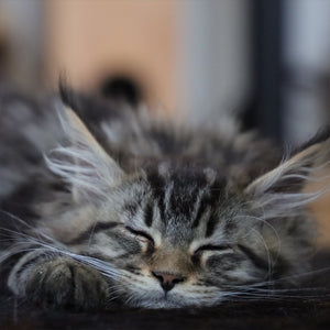 maine coon kitten sleeping with face on paw