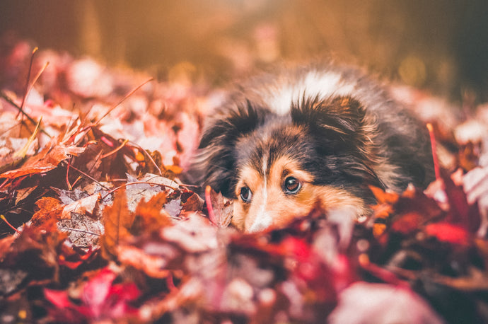 Is It Safe to Let My Dog Play in Leaves?