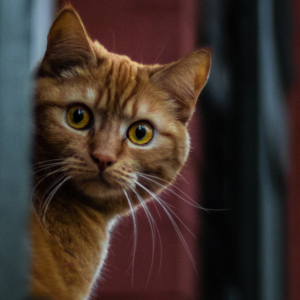 Pet food secrets What is ingredient splitting? Nutrience NZ